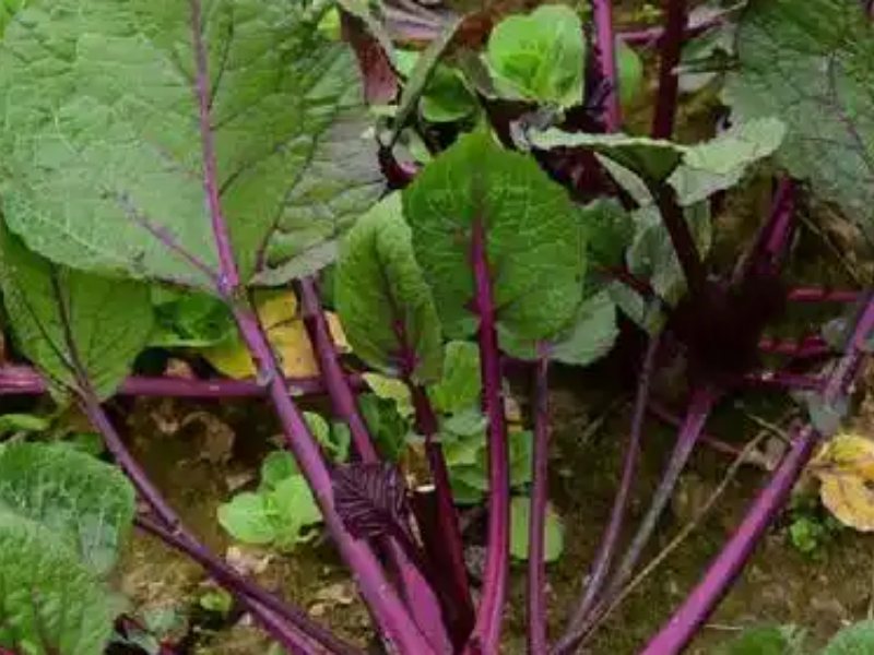 甜菜葉脫水機(jī)設(shè)備